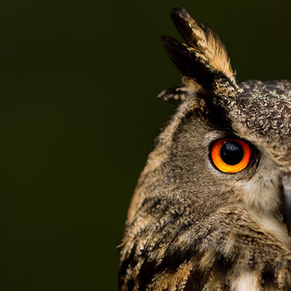 Bild von Wertgutschein BUBO